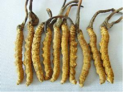 柳叶蒿的功效与作用