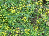 风油精竟能治灰指甲