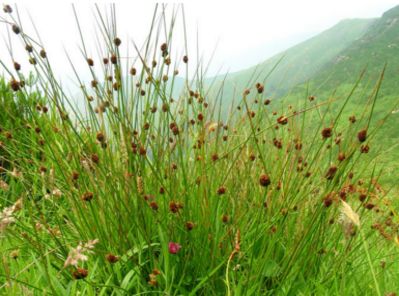 重庆印发重庆市深化医药卫生体制改革201