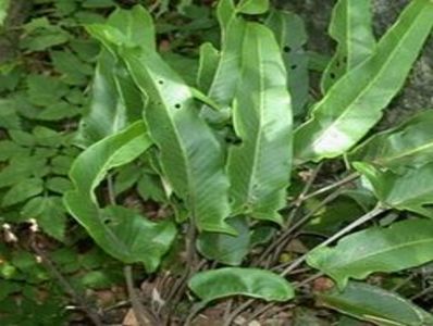 天麻四下池伴栽技术