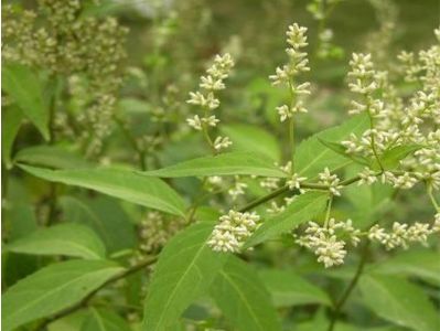 中成药编码系统系列标准项目启动