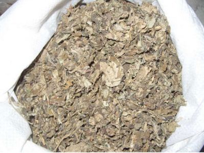 能老了不掉牙的秘诀