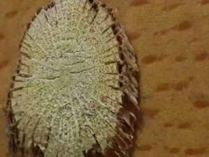 河北全面放开传统中医药服务的中医门诊和诊